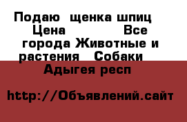 Подаю. щенка шпиц  › Цена ­ 27 000 - Все города Животные и растения » Собаки   . Адыгея респ.